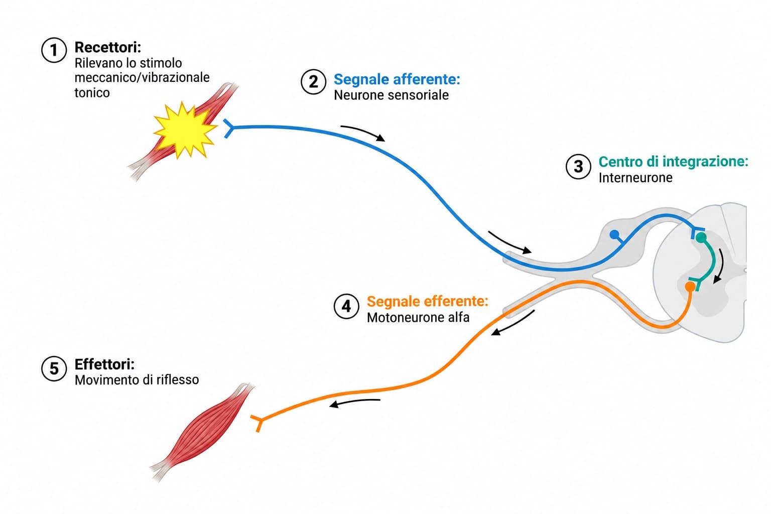 Le vibrazioni come strumento terapeutico